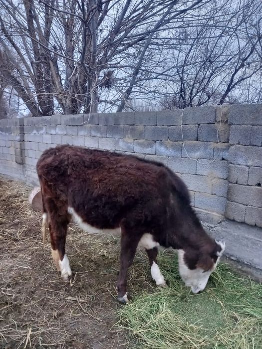 2 жасар 2 қашар сатылады