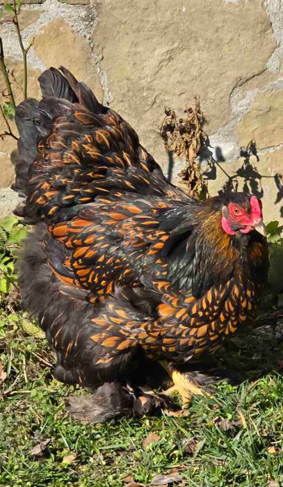 Продавам разплодни яйца от Златно кантирана Брама [Gold Laced Brahma]