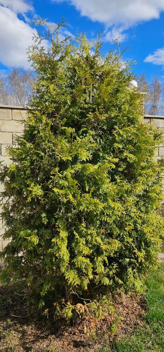 Продам ели и туя