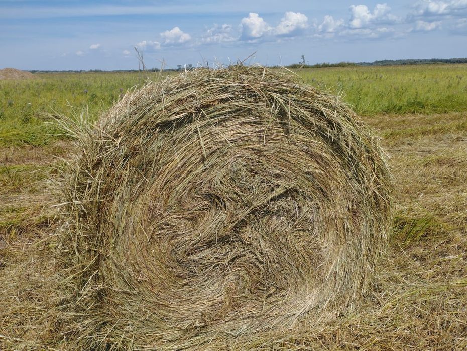 Сено- шөп продам рулоны 150 пресс.