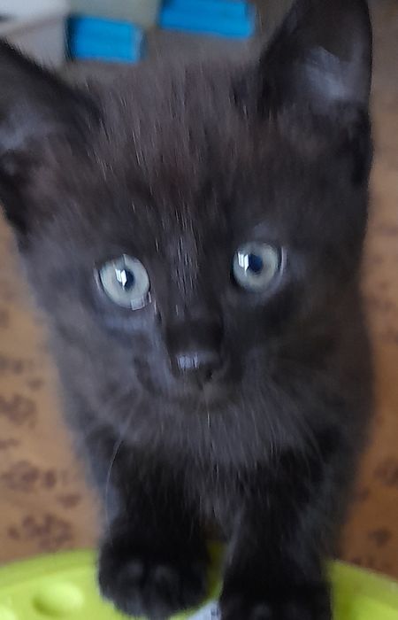 Отдам котят 1мес10дней