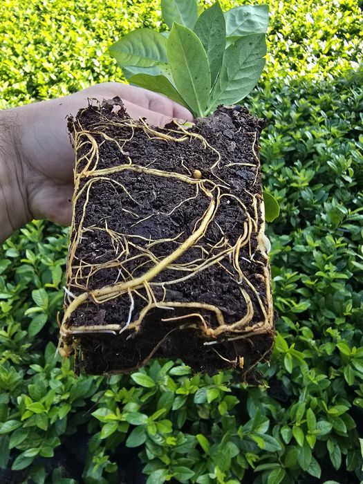 Laur Englezesc - NOVITA - Aclimatizat - prunus laurocerasus