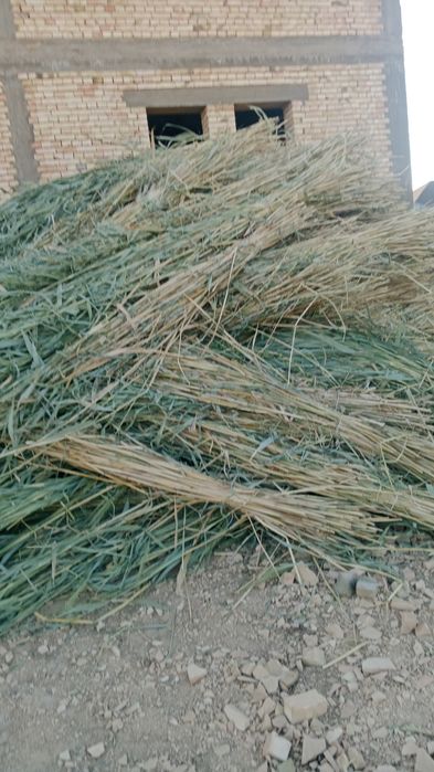 Камыс 270 теге шымкет