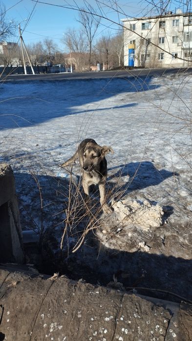 Отдам щенят в добрые руки
