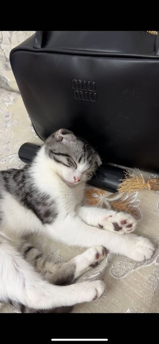 Кошка пародистый вислоухий