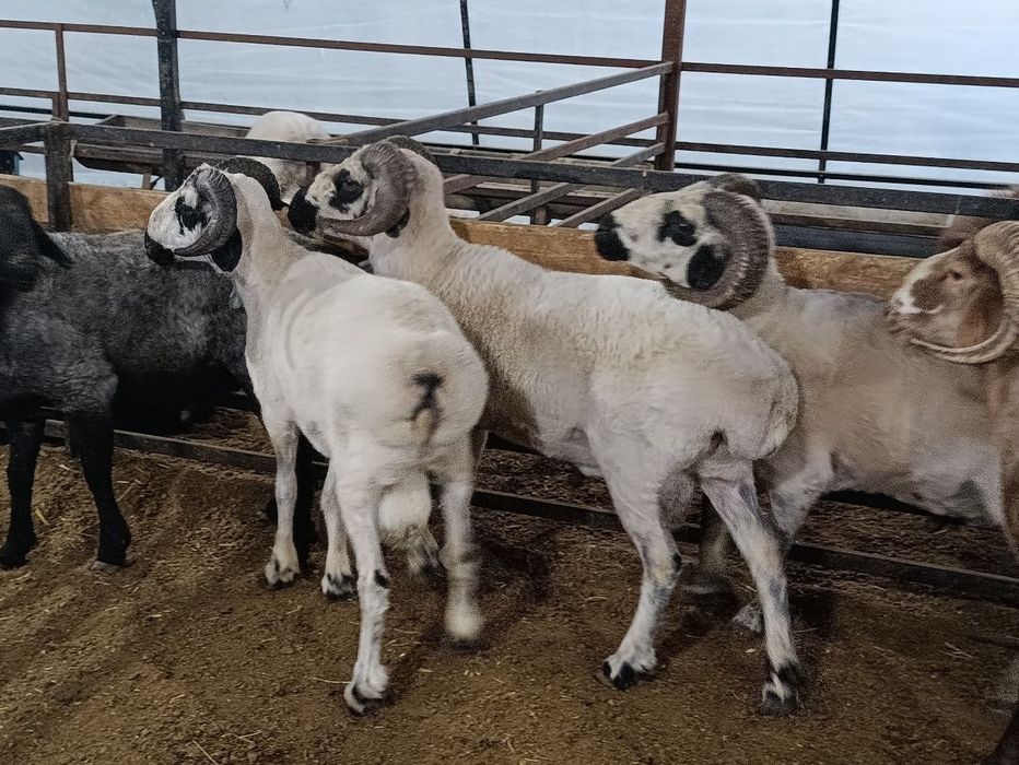 Qurbonlik qo'chqorlari Buxoro