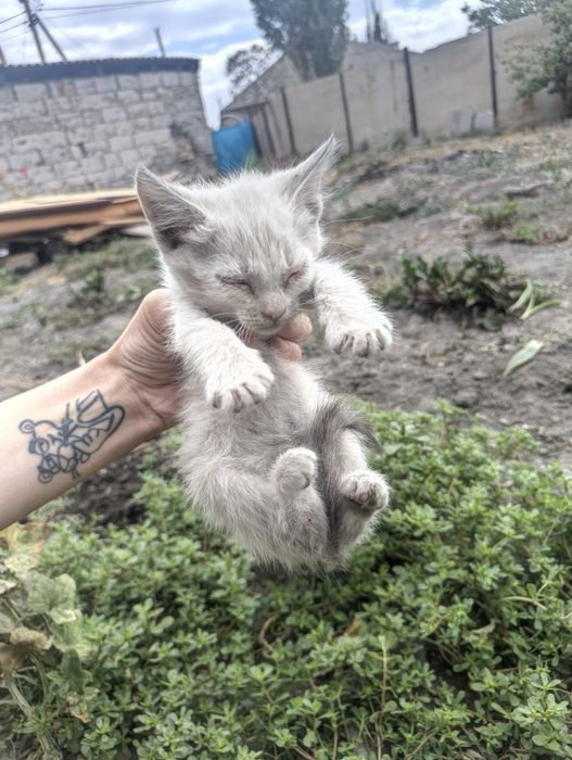 Маленькие котята