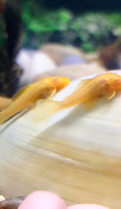 Мальки сомика анциструса (присоски)