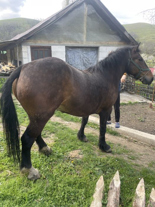 Vând Iapă  de 5 ani