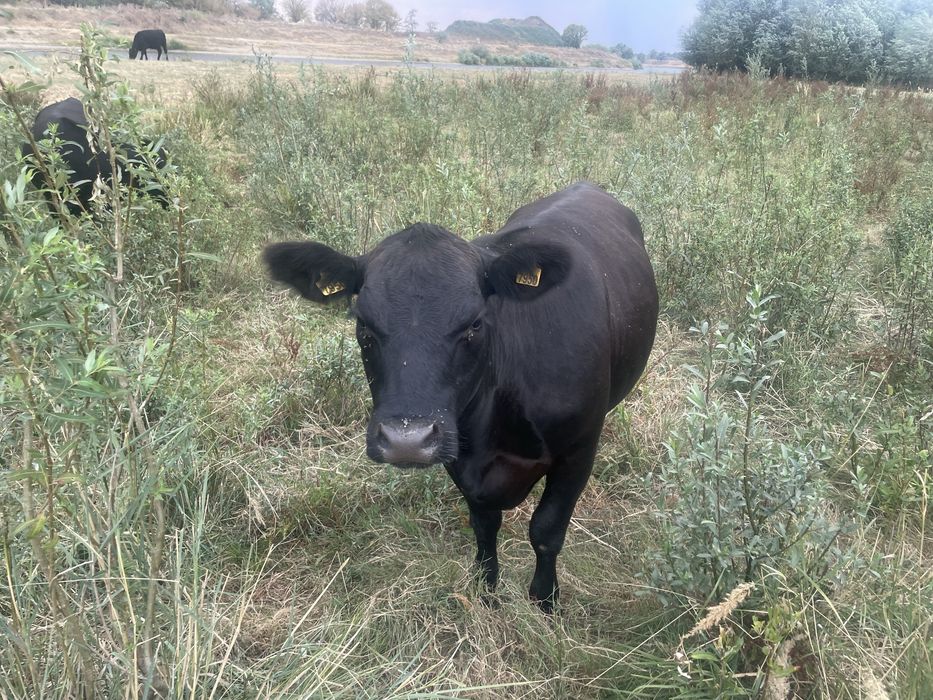 Vand Vaci Black Angus