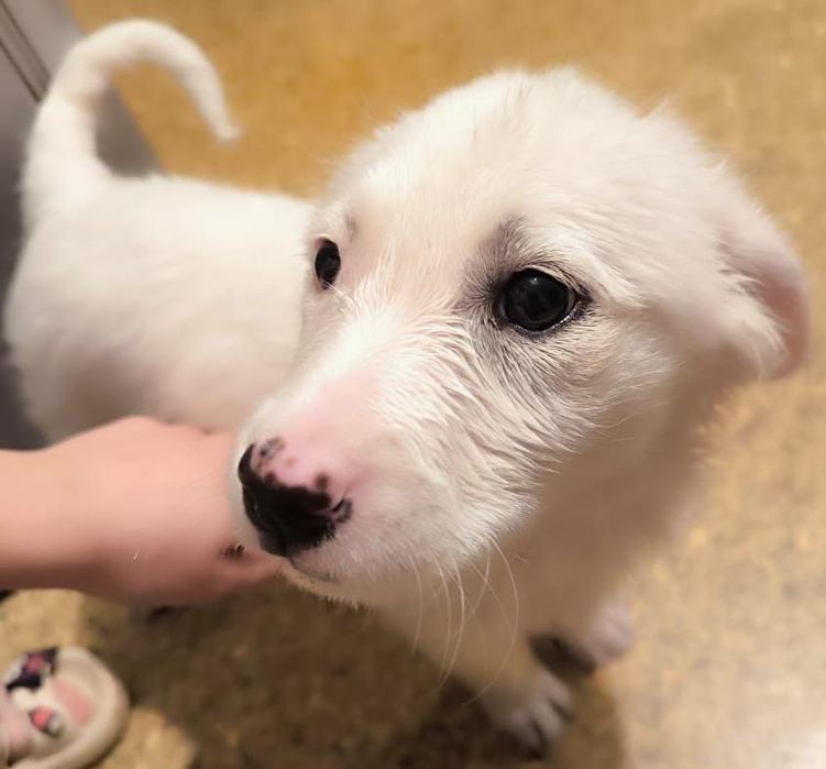 Отдам девочек в добрые руки!