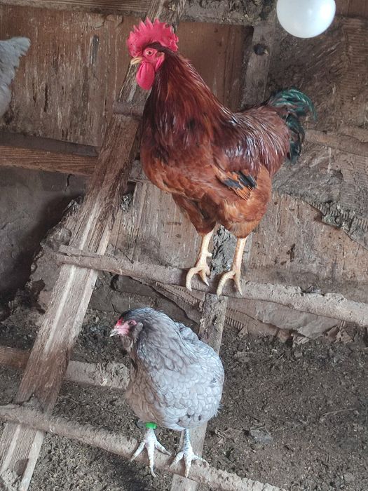 Продам петуха Танджон