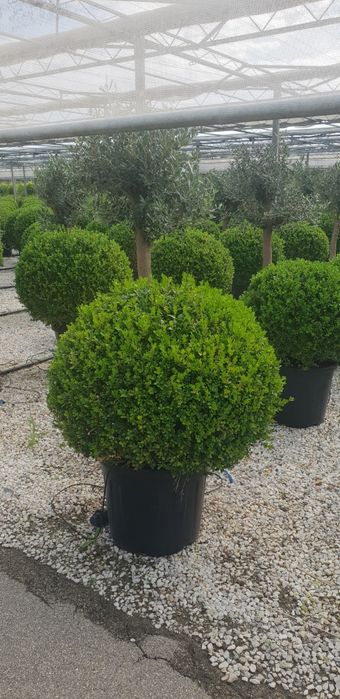 Catalpa buxus calitate extra