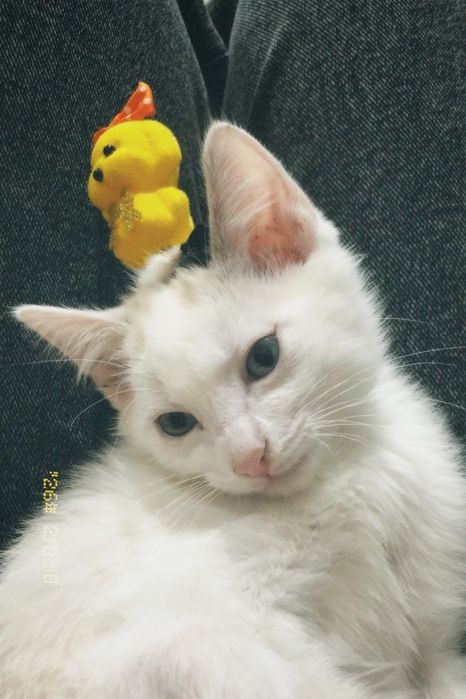 Отдам котёнка в добрые руки