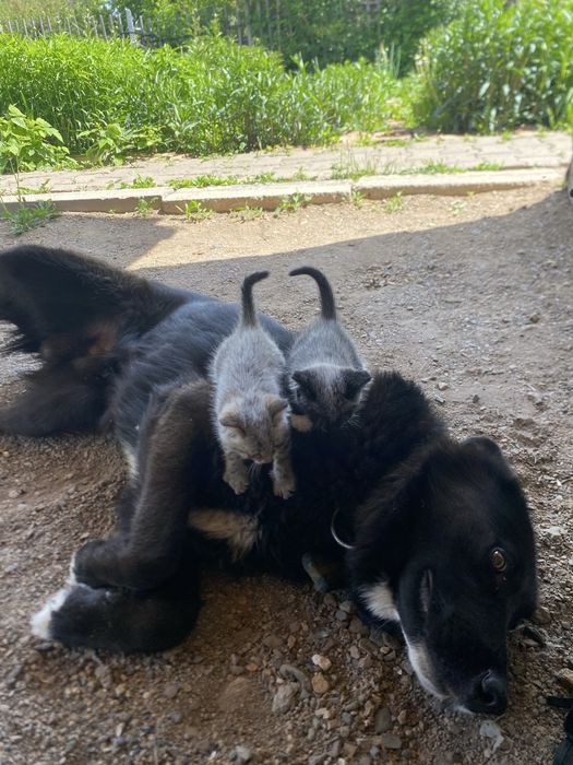 Два котенка бесплоатно