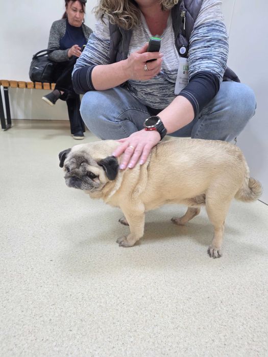 В Горном гиганте нашлась собака