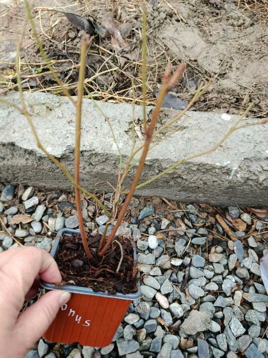 Голубика бонус блукроп малина туламен