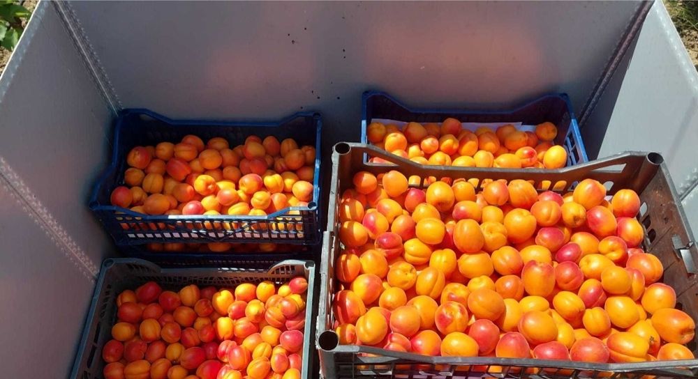 Fructe și legume