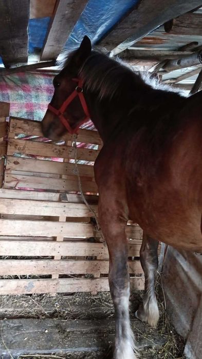 Vand sau schimb manz