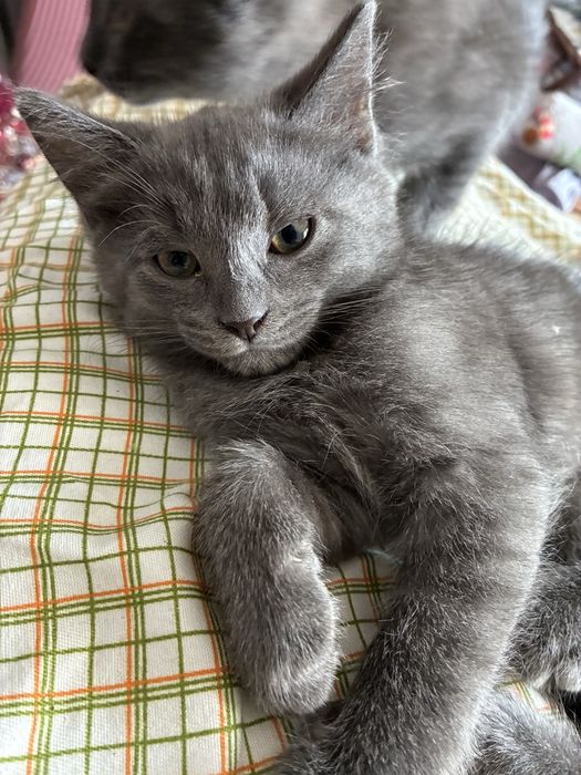 Котята в хорошие руки