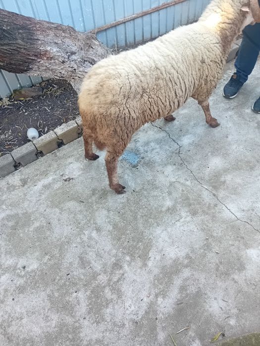 Cârlani de vânzare