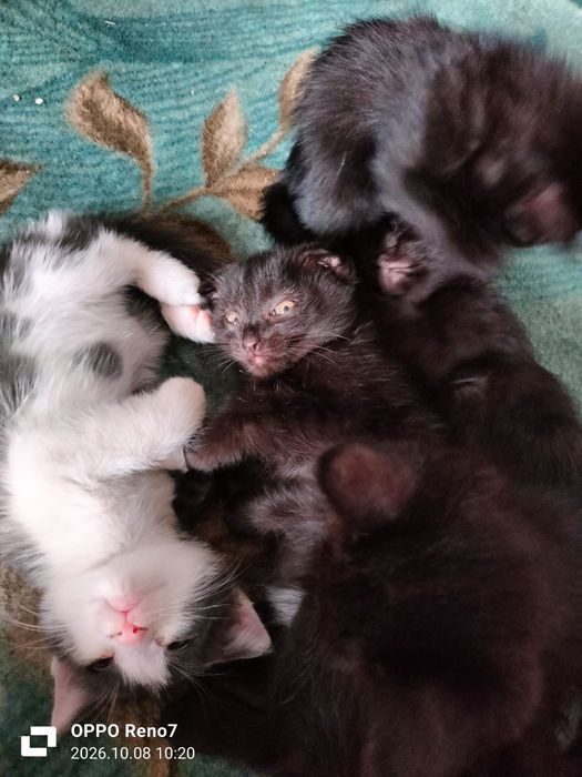 Отдам котят бесплатно