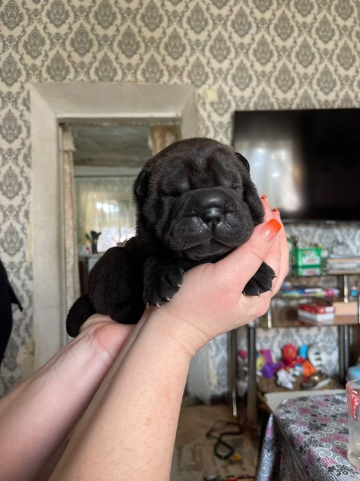 Щенки шарпейчики