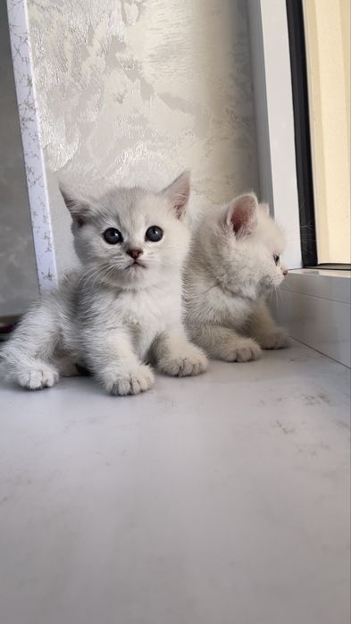 Серебристый шиншилла