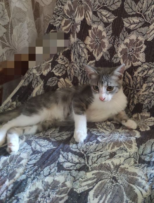 Пристройство животных