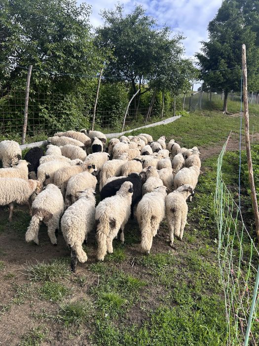Vând miei 25 lei kg