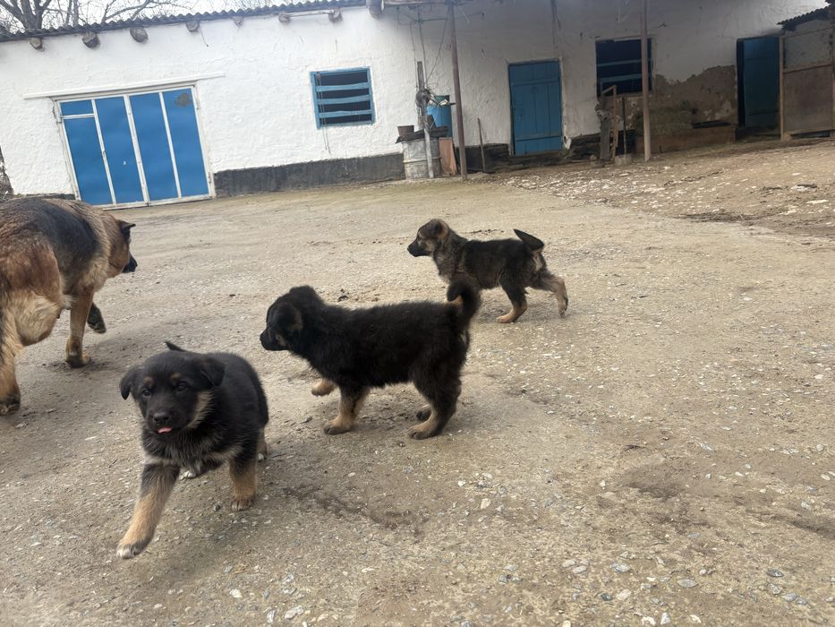 Овчарка кушиктер