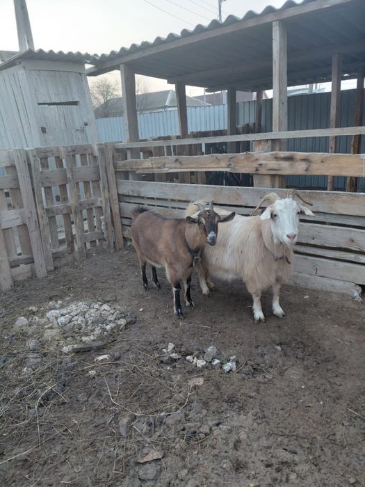 Сауын ешкі (ұрғашы буазы)