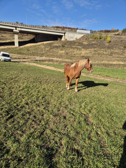 Vând cal de 2 ani jumate