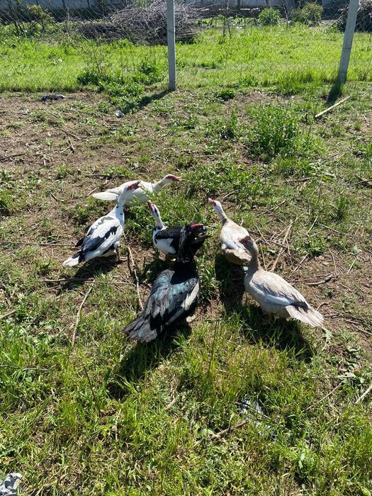 Vănd familie rațe leșești  5 rațe și 1 rățoi 70 rața 100rățoiu