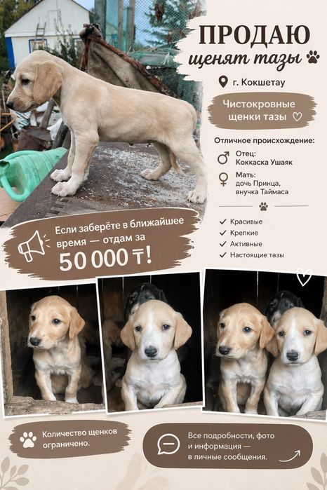 Продам щенков тазы