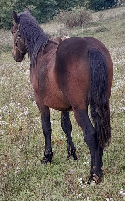 Vând manz sau schimb