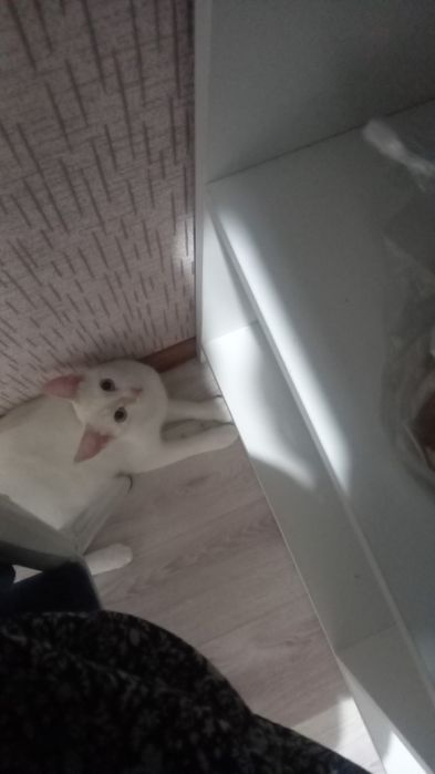 Отдам котёнка девочка