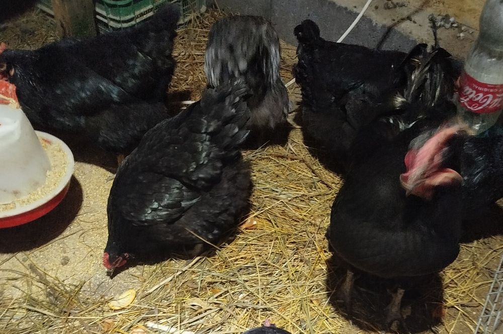 Ouă australorp pentru incubat