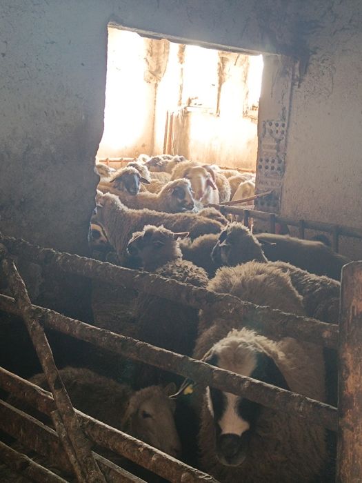 Продавам овце и крави