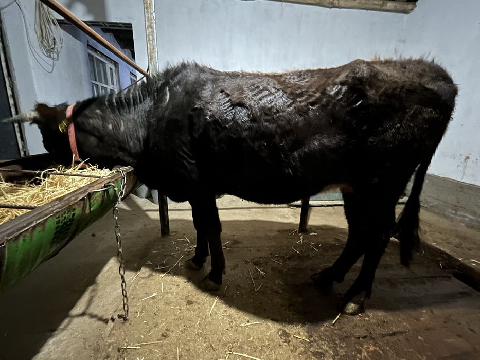 Сиыр сатылады! Құнажын