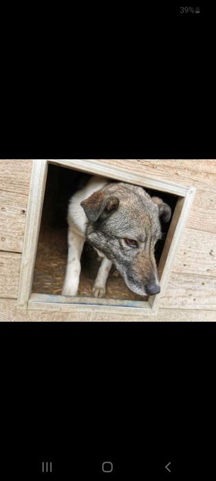 Britta isi cauta familie