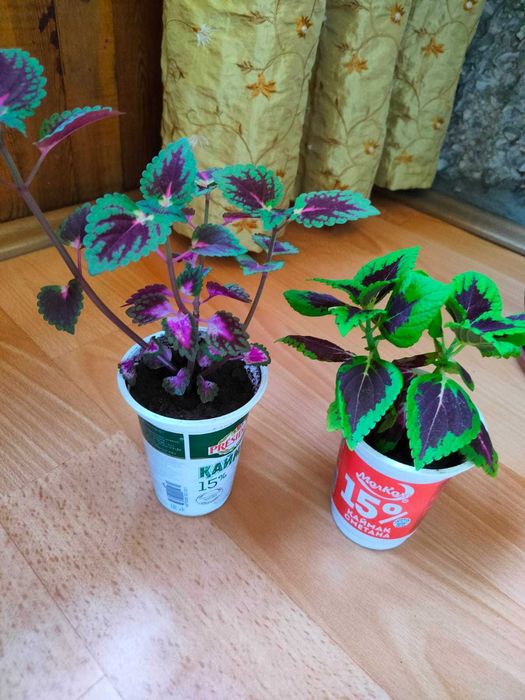 Комнатные цветы Колеусы