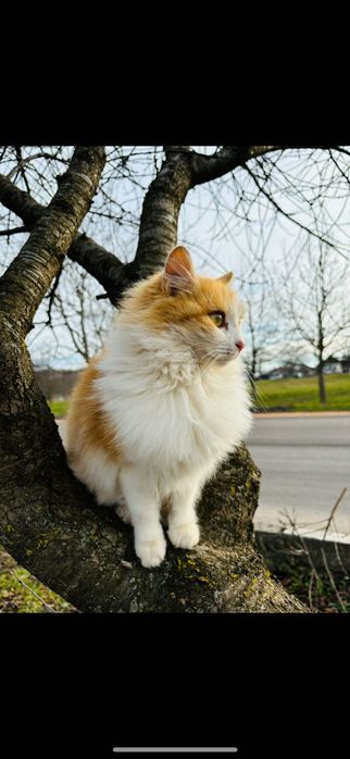 Подарявам котенца