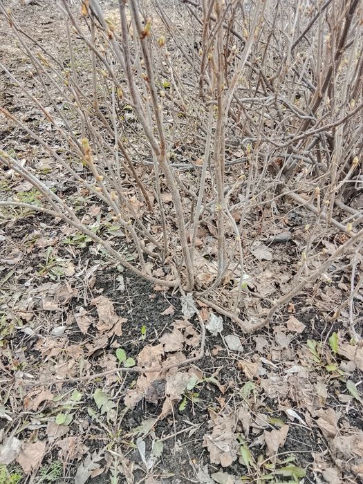 Саженцы смородины, малины, клубники