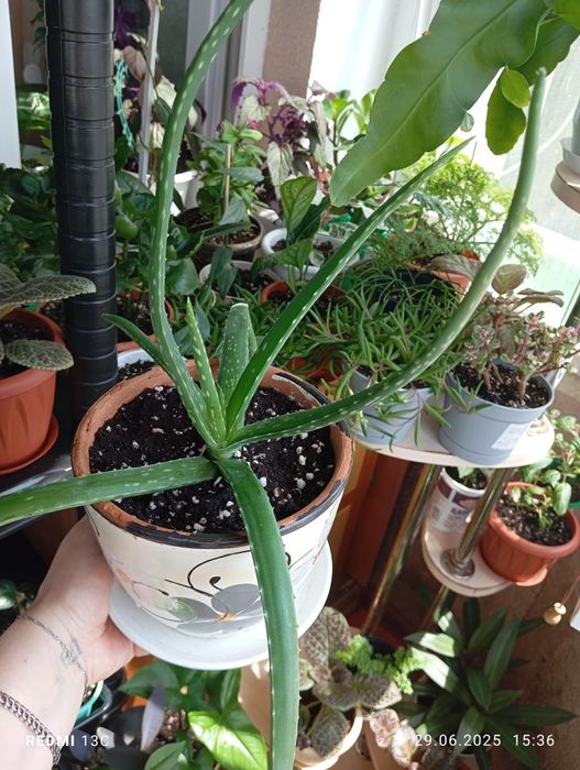 Продам растения цветы