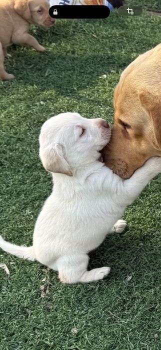 Продам щенков лабрадора