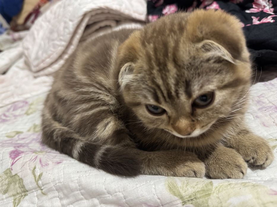 Продам котенка, Англичанка