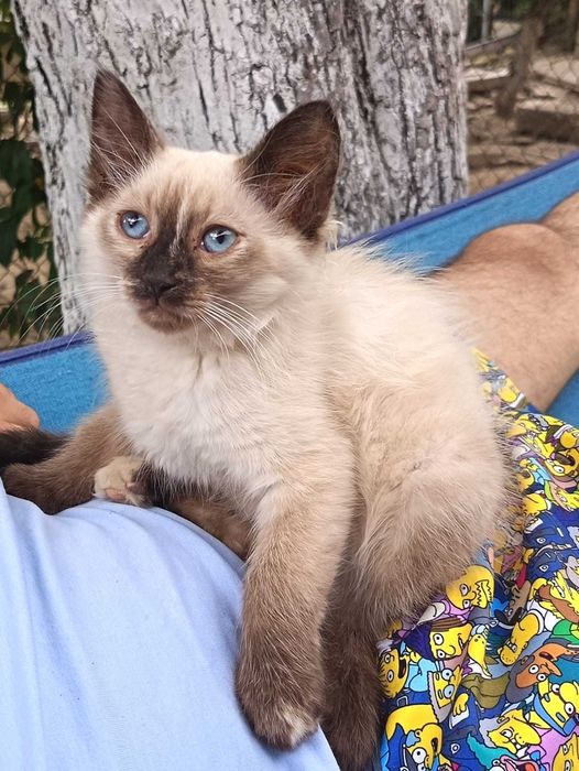 Pisici mici spre adoptie