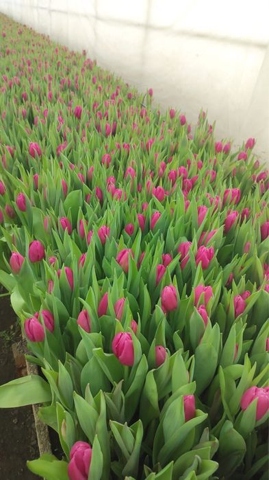 Тюльпаны 60-65 см!
