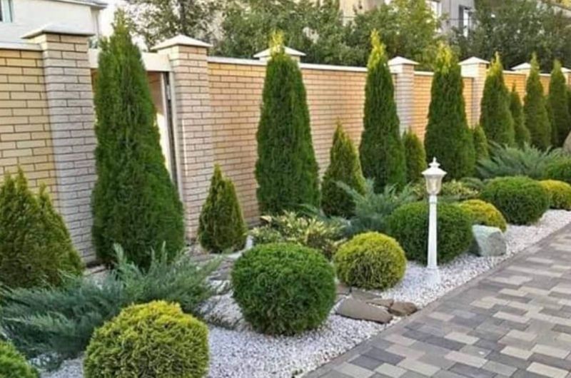 Thuja smaragd 2m +